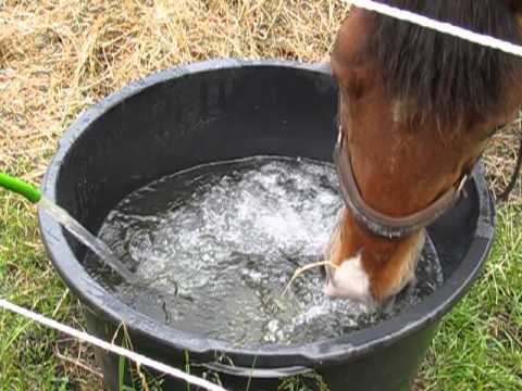  Horse Water Bucket 